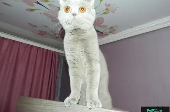 Пропала кошка в новостройке, Омск