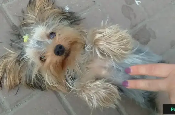 Пропала собака Жужа в поселке Чкаловском, Ростов-на-Дону