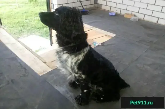 Пропала собака в селе Вязовка, черный спаниель с белым пятном на груди.