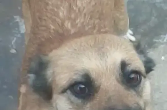 Пропала собака в Истринском районе, д.Бодрово