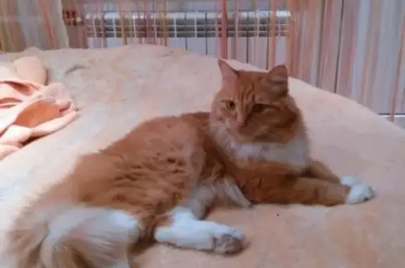 Пропала кошка на Советской, 105 в Куровском