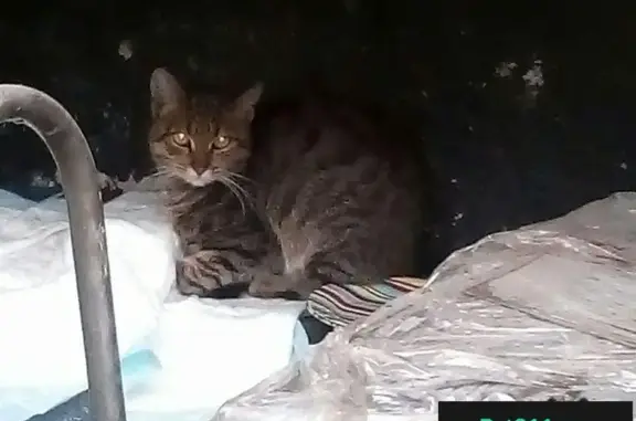 Найдена кошка в Москве, р-н метро Добрынинская