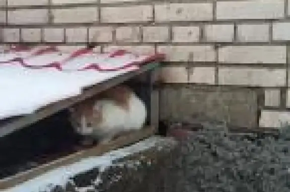 Пропал кот после стерилизации в поселке Тайцы, Ленобласть