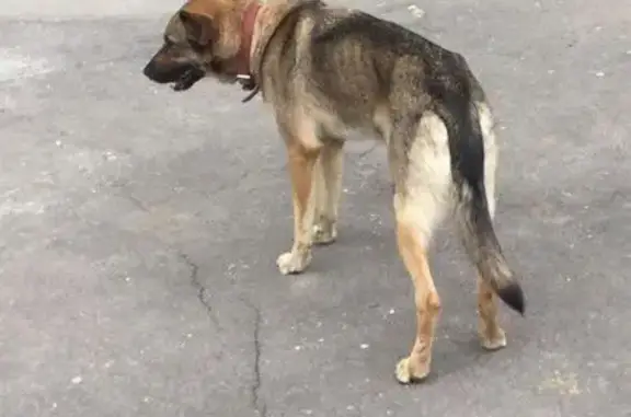 Найдена собака Метис в Зеленограде, ищем хозяина!