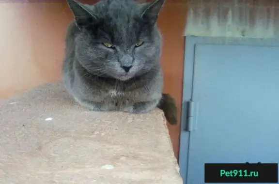 Найдена кошка Котик в Краснодаре - нужен дом!