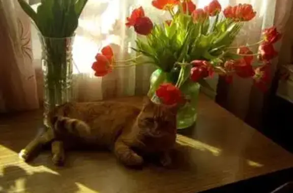 Пропала кошка в Воскресенске, район цветочного магазина