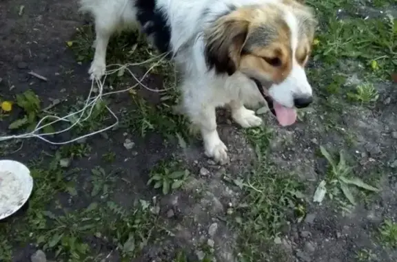 Найдена ручная собака в Тамбове