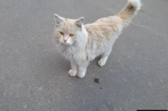 Найден добрый котик в Балашихе, ищет хозяев