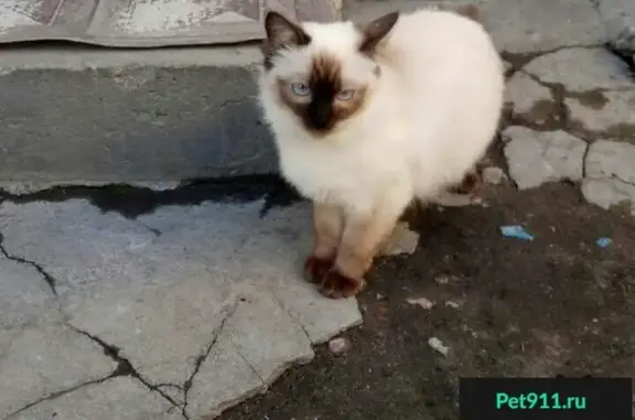 Пропала сиамская кошка на ул. Футболистов, г. Симферополь.