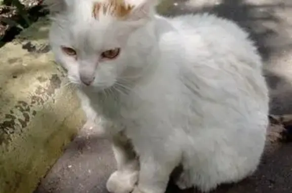 Найден кот с ошейником на Рогожском Валу