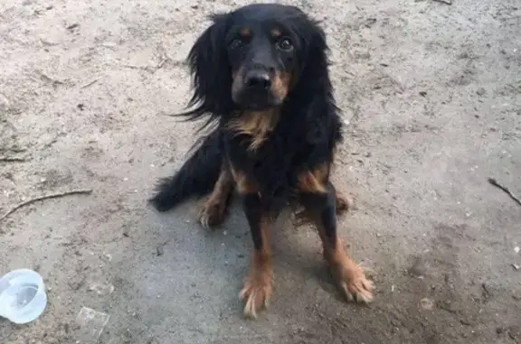 Найдена собака в Люберцах, ищем хозяина!