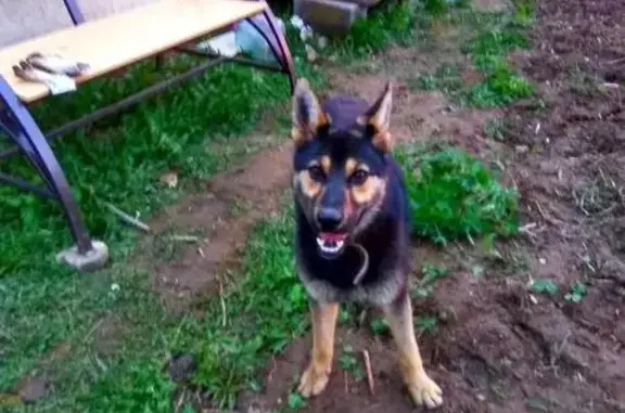 Найден щенок-охранник возле леса в Комягино