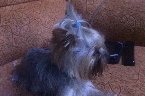 Пропала собачка йоркширского терьера в Тамбовской области