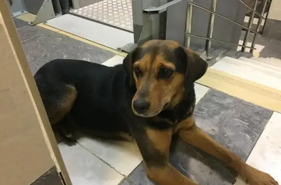 Найдена собака на остановке Лукино, Москва