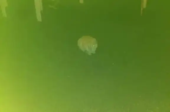 Найдена кошка на Переяславской, Мещанский район, Москва