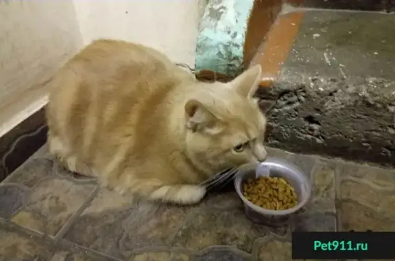 Найдена рыжая кошка в Сокольниках