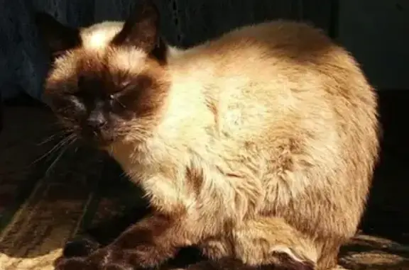 Найдена тайская кошка в р-не Сапун гора, Севастополь