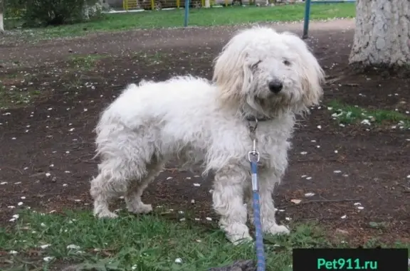 Найдена собака в Екатеринбурге, пос. Растущий