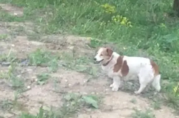 Найдена маленькая собака в ошейнике в Химках