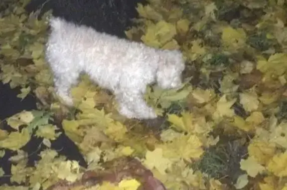 Пропала собака на Щёлковском шоссе