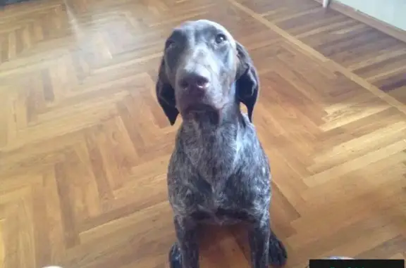 Пропала собака в Волгограде, есть клеймо.