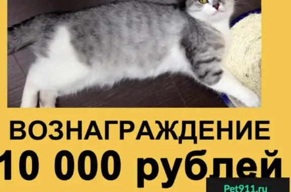 Пропала кошка в Волгограде, вознаграждение 10 000 рублей!