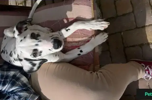 Найдена собака в Ростове на ул. Портовая, ищем хозяев!