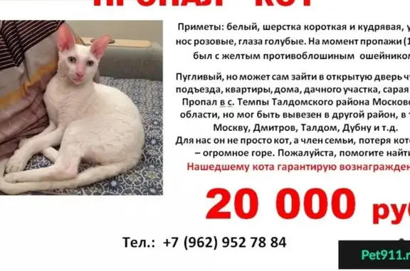 Пропал кот в селе Темпы, Московская область