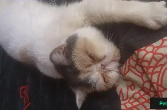 Найдена персидская кошка в Реутове