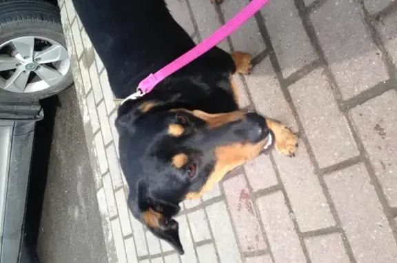 Найдена собака на ул. Гагарина 1 в Калуге