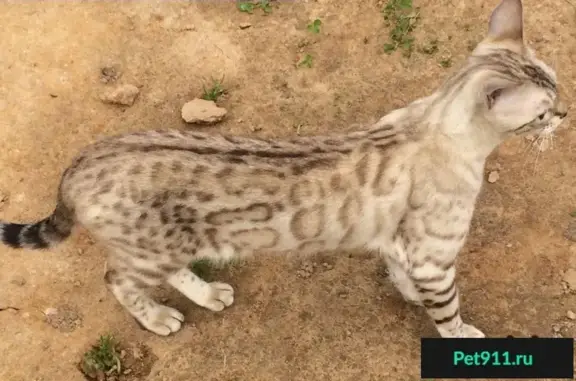 Найдена кошка в Жуково, Солнечногорский район