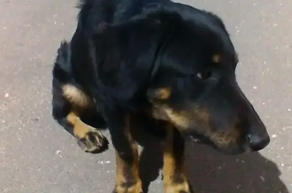Найдена собака на улице Железнодорожной в Одинцово