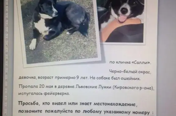 Пропала собака в Кировском р-н, д. Львовские лужки 20.05.2017, возможно в Тосно