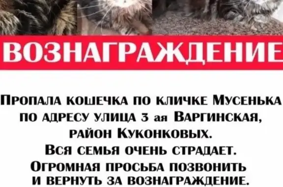 Пропала кошка в Иваново, помогите найти!