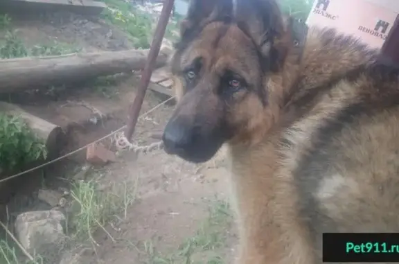 Найдена собака на Займищенской улице, Казань