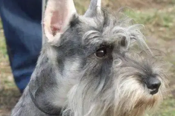 Собаки потеряшки, Мингрельская, фото: Потеряшка собака с меланомами в Краснодарском крае