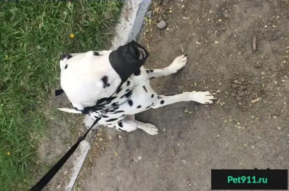 Собака найдена в Челябинске на ЧМЗ