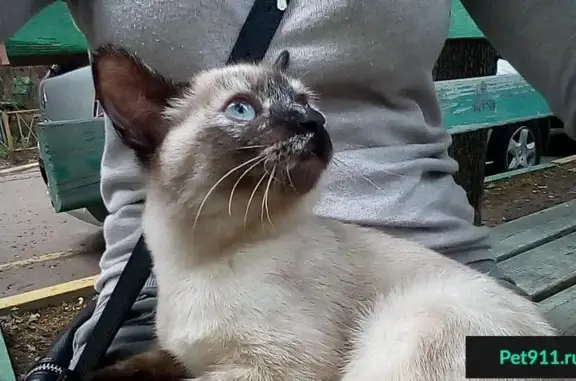 Найдена сиамская кошка на Волгоградском проспекте, 137к1