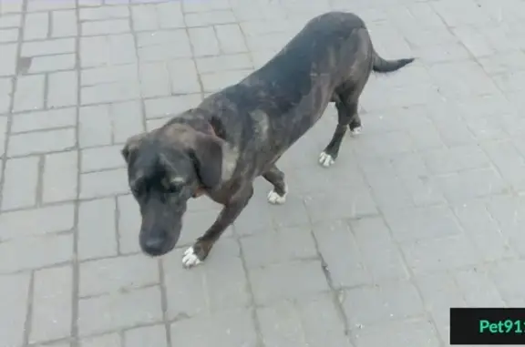 Найдена собака на улице Сурикова