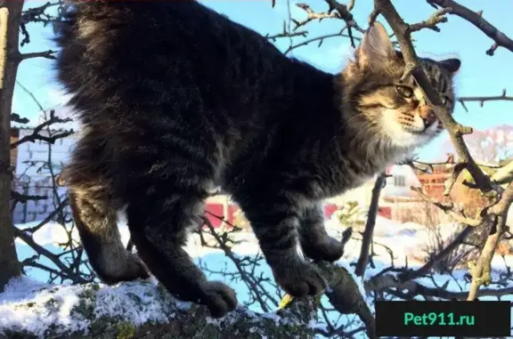 Пропал кот Муса в деревне Солонское, Московская область