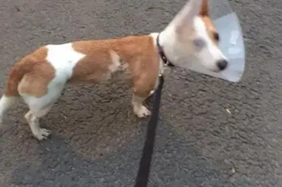 Найдена собака в районе метро Волжская