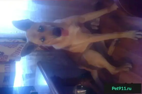 Собаки потеряшки, деревня Горка Урицкого, фото: Потеряшка собака в МРВ, отзывается на кличку Тая