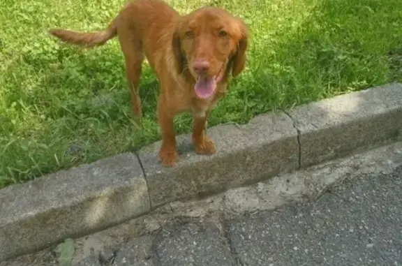 Найдена собака в Надеждинском районе с ошейником