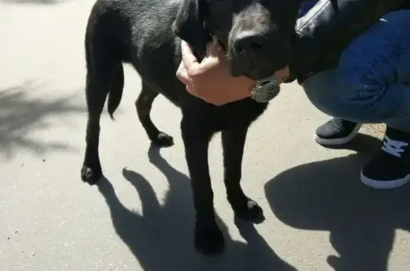 Найден щенок возле парка Сосновка в СПб