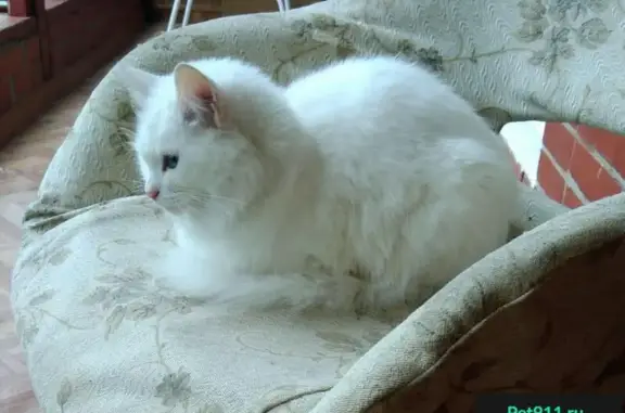 Пропала белая кошка Муся рядом с деревней Овечкино, Калужское шоссе