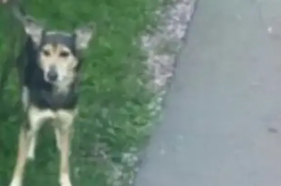 Пропала собака на Рязанском проспекте, отзывается на Лаки