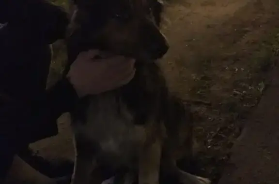 Найдена собака на ул. Плющиха в Москве, Хамовники