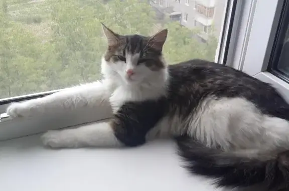 Пропала кошка Филька в Ярославле, проезд Доброхотова, 20