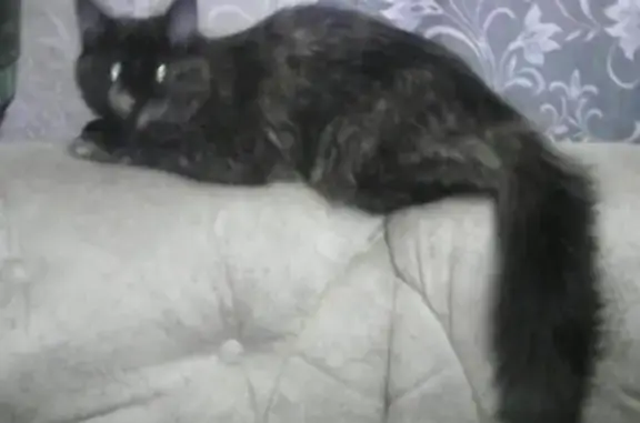 Кошки потеряшки, Ушаковское, фото: Потеряшка кошка в садоводстве Октябрьское-2