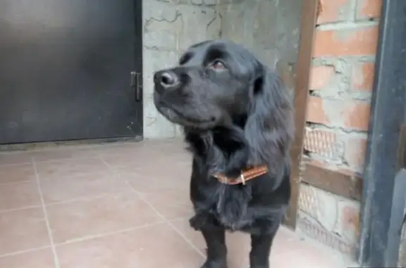 Найдена собака на улице Мира, Новосибирск